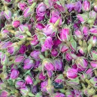 غنچه گل محمدی کرمان رابر