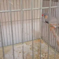 بلک بادی ،زبرا انگلیسی،زبرا اروپایی