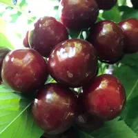 اجاره باغات میوه