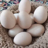 تخم برهما نطفه دار دانه ۶۰عکس مولدین هم گذاشتم