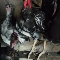 فروش انواع مرغ و خروس محلی