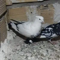 جفت دم سیاه