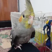 عروس هلندی