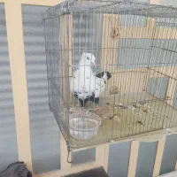 کبوتر