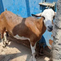 کهره ماده و نری گوشتی