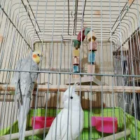 یه جفت عروس هلند آلبینو گل باقالی