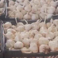 سیر محلی|خوردنی و آشامیدنی|شیراز, شهرک گلها|دیوار