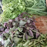 سبزی خورشتی خوردن نحویل درب منزل