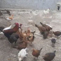 جوجه شوروه ای و خروس
