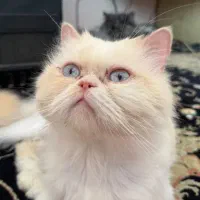 پرشین اصیل چشم ابی