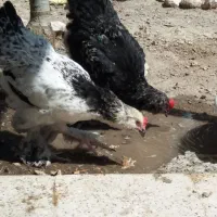 خروس تاقچه برهما بلک و لایت