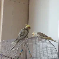 عروس