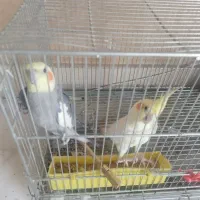 یک جفت عروس هلندی