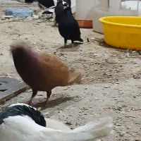 صورخ.|پرنده|بندر ماهشهر, |دیوار