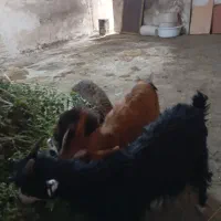 سه عدد بز