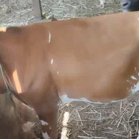 شادگان