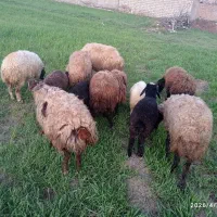 میش وبره