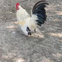 خروس زینتی خوشگل