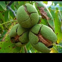 خرید و فروش گردو روی درخت و گونی