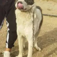 سگ نگهبان دورشت