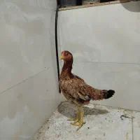 مرغ لاری اصیل