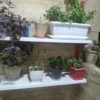 قفسه ی فروشگاهی