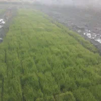 سینی نشا برنج علی کاظمی ۱۵۰ هزار ۲۰۰ عدد