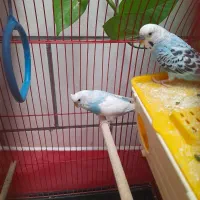 یک جفت مرغ عشق