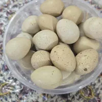 تخم بلدرچین کو  هی