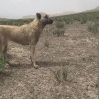 ین سگ کمشد هرکی  دید