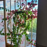 گل کاغذی