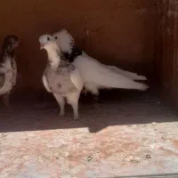 کفتر آلمانی پرشی
