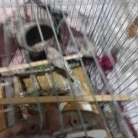 ۱۶۰۰۰۰۰۰|فروش خانه و ویلا|بندرعباس, |دیوار