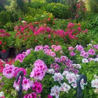خدمات باغبانی باغچه کاری هرس کاری تعویض گلدان
