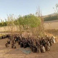 نهال|خدمات باغبانی و درختکاری|صائین قلعه, |دیوار