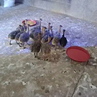 جوجه شتر مرغ
