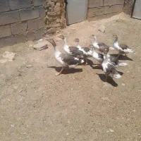 غاز|حیوانات مزرعه|همدان, |دیوار