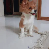 پامراشپیتز