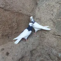 طوقی|پرنده|ایلام, |دیوار