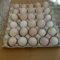 تخم بوقلمون نطفه دار