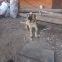 واگذاری سگ ۱۳ ماهه مناسب گله
