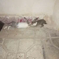 خرگوش