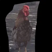 مرغ|حیوانات مزرعه|جیرفت, |دیوار