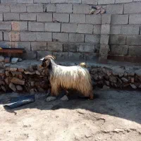 بزغاله نر گوشتی