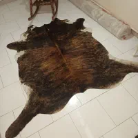 پوست طبیعی گاو