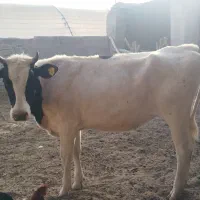 گوساله