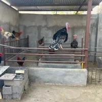 خروس و بوقلمون و عروس