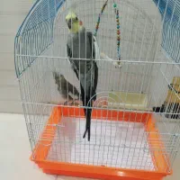 یک جفت عروس هلندی