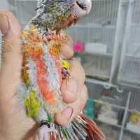 گرینچیک سرلاکی