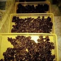 جوجه بلدرچین تخم نطفه دارفقط ۱۰هزار